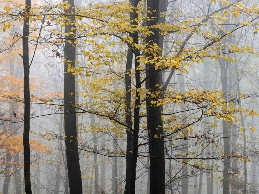 Yellow Trees Wallpaper 2 Yellow Trees Wallpaper - Image 2