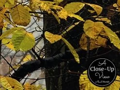 Yellow Trees Wallpaper 6 Yellow Trees Wallpaper -Wallpaper Mural Shop Yellow Trees Wallpaper Close up About Murals