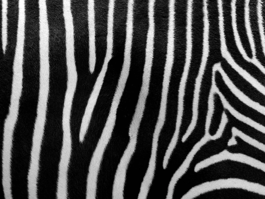 Zebra Print Wallpaper 2 Zebra Print Wallpaper - Image 2