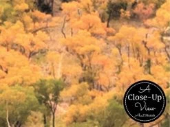 Zion Canyon Wallpaper -Wallpaper Mural Shop Zion Canyon Wallpaper Close up About Murals